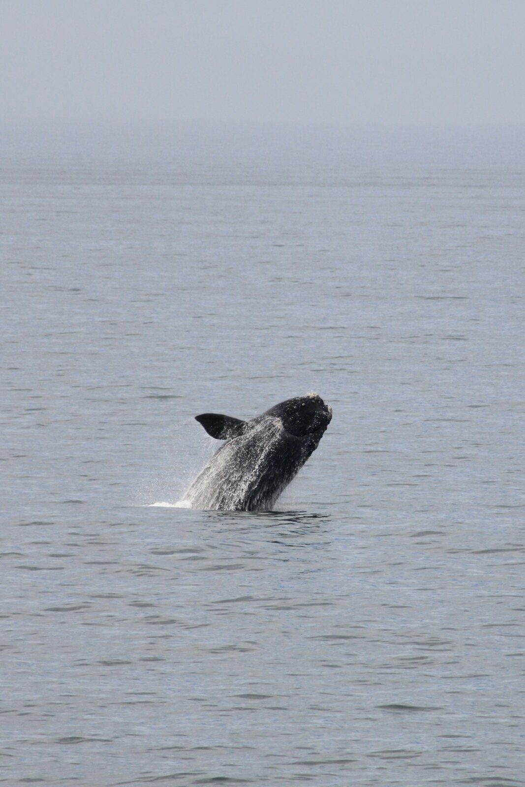 A whale breaching off the coast near Hermanus.
